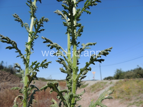 groundsel, woodland